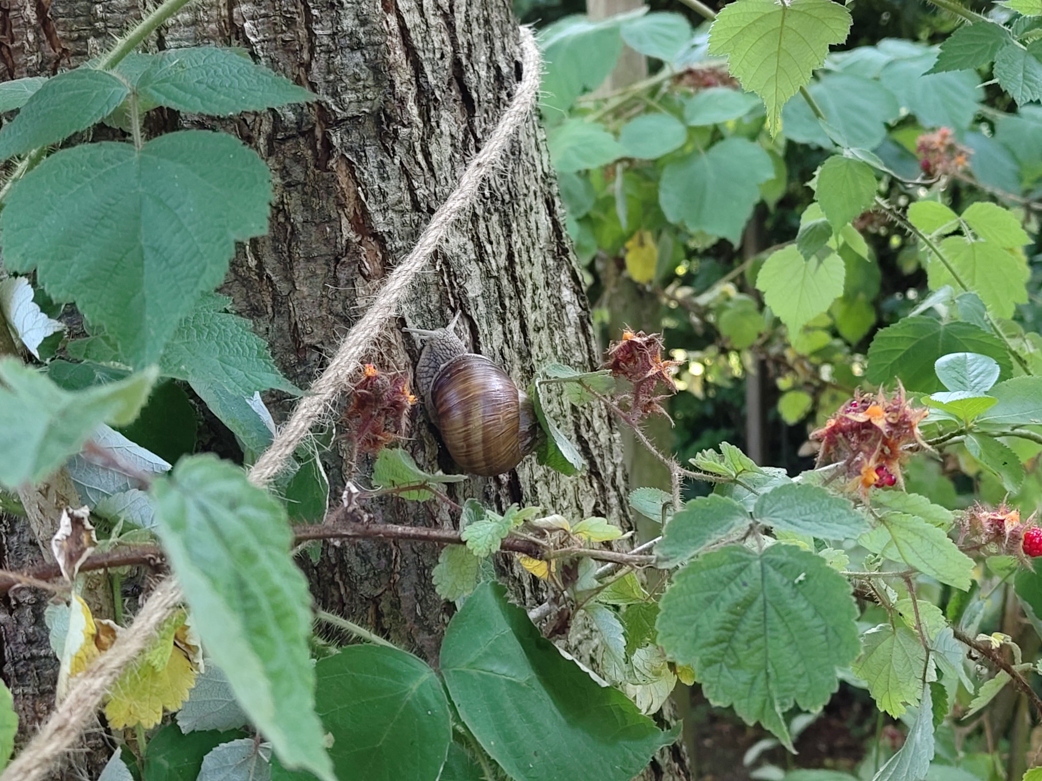 A snail stuck to a tree inmidst some berry bush.